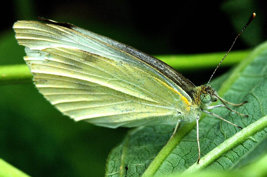 Farfalla2 - Macro