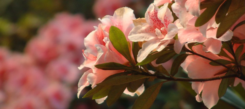 Rododendri