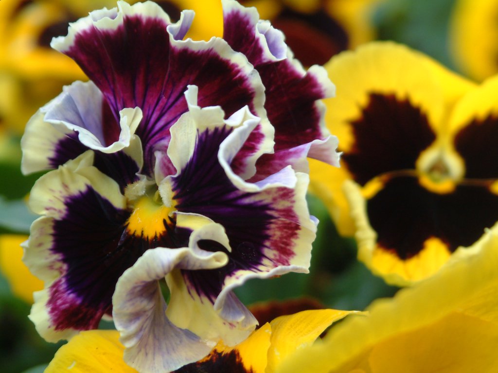 Viole