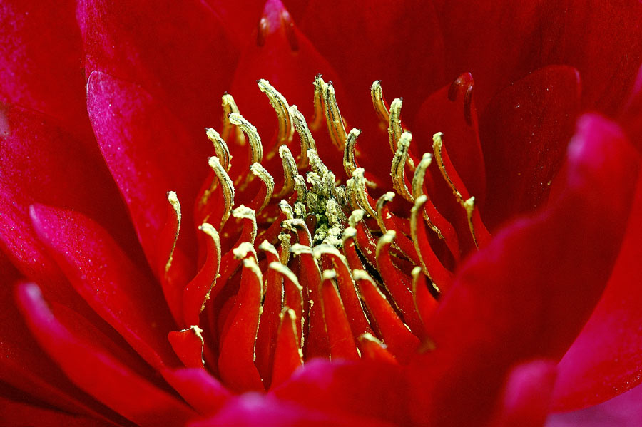 Ninfea - Macro