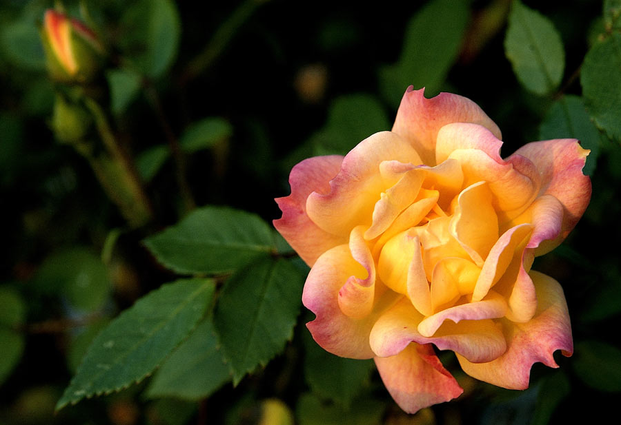 Rosa1