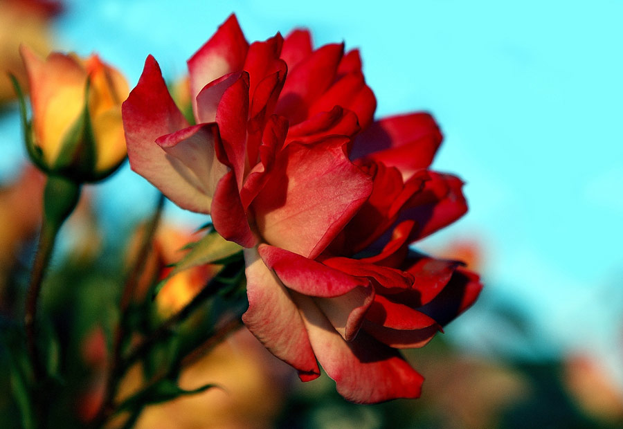 Rosa2