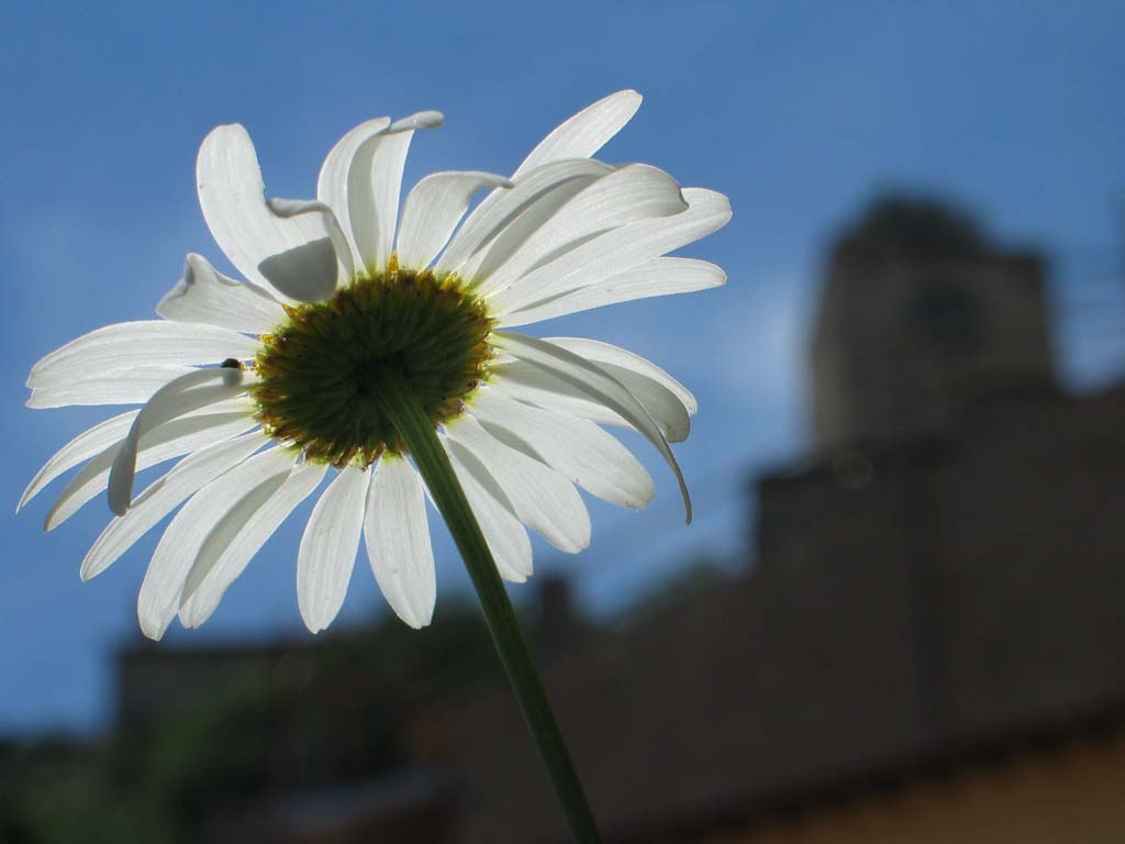 Margherita
