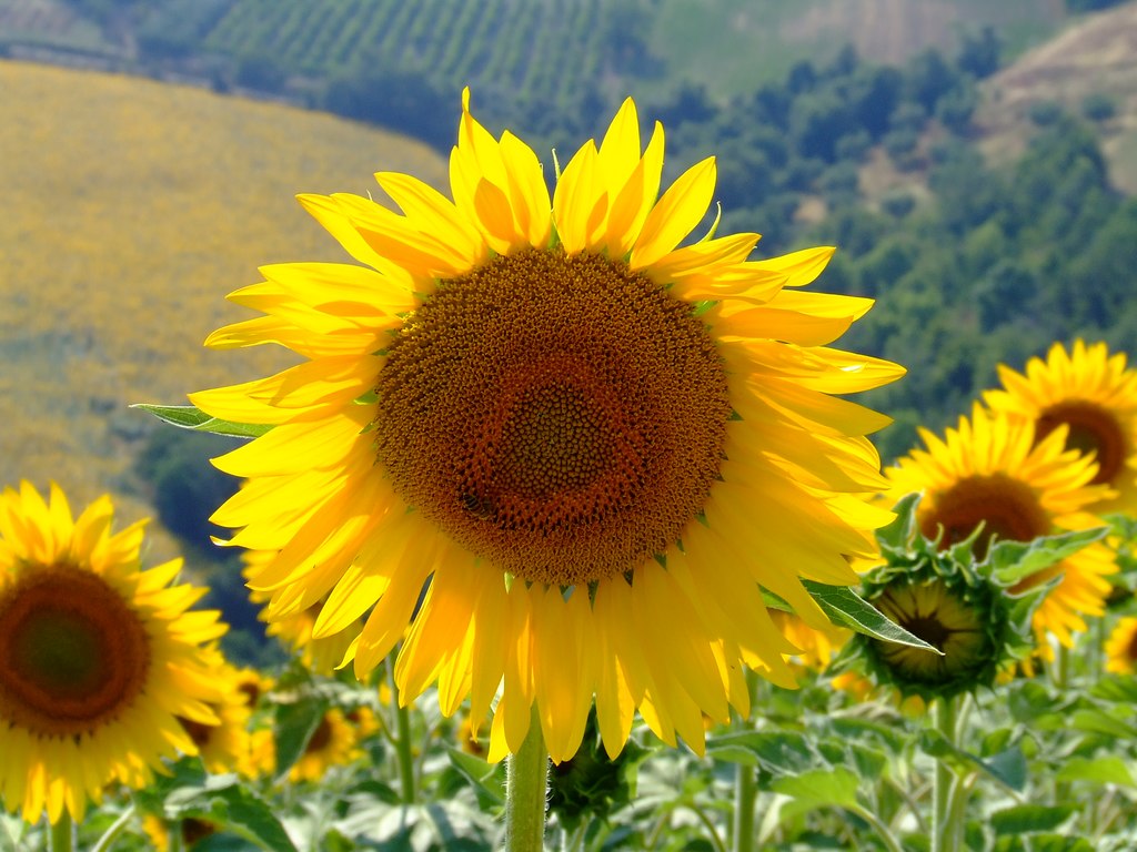 Girasole 2