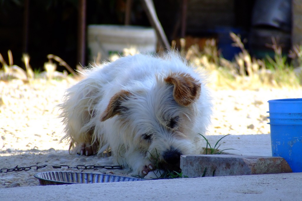 THE DOG. Bud