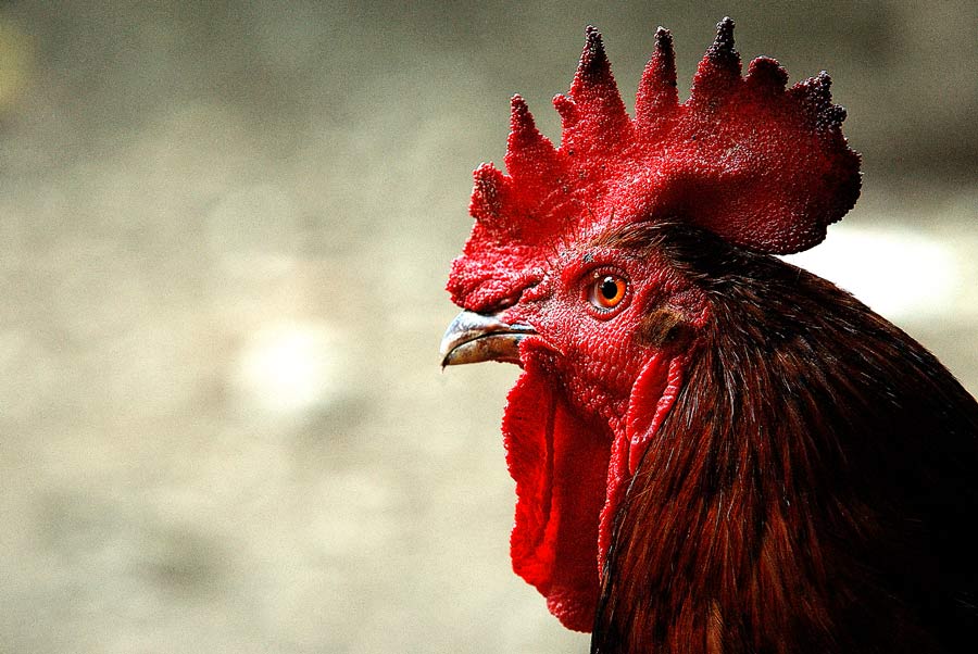 Gallo