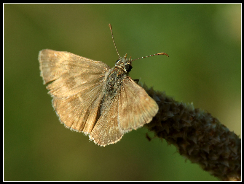 farfalla
