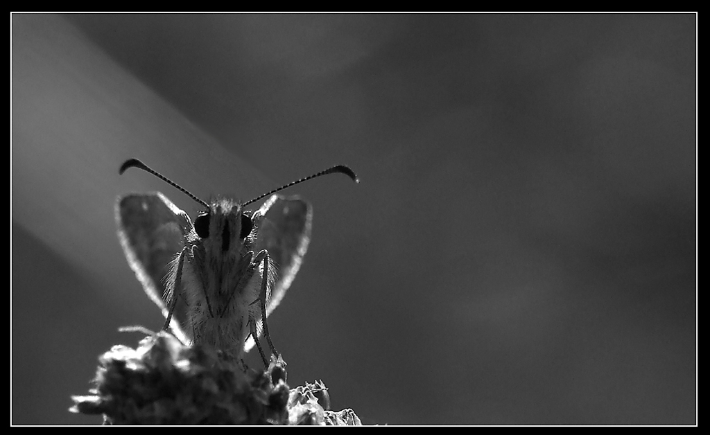 angel in the dark