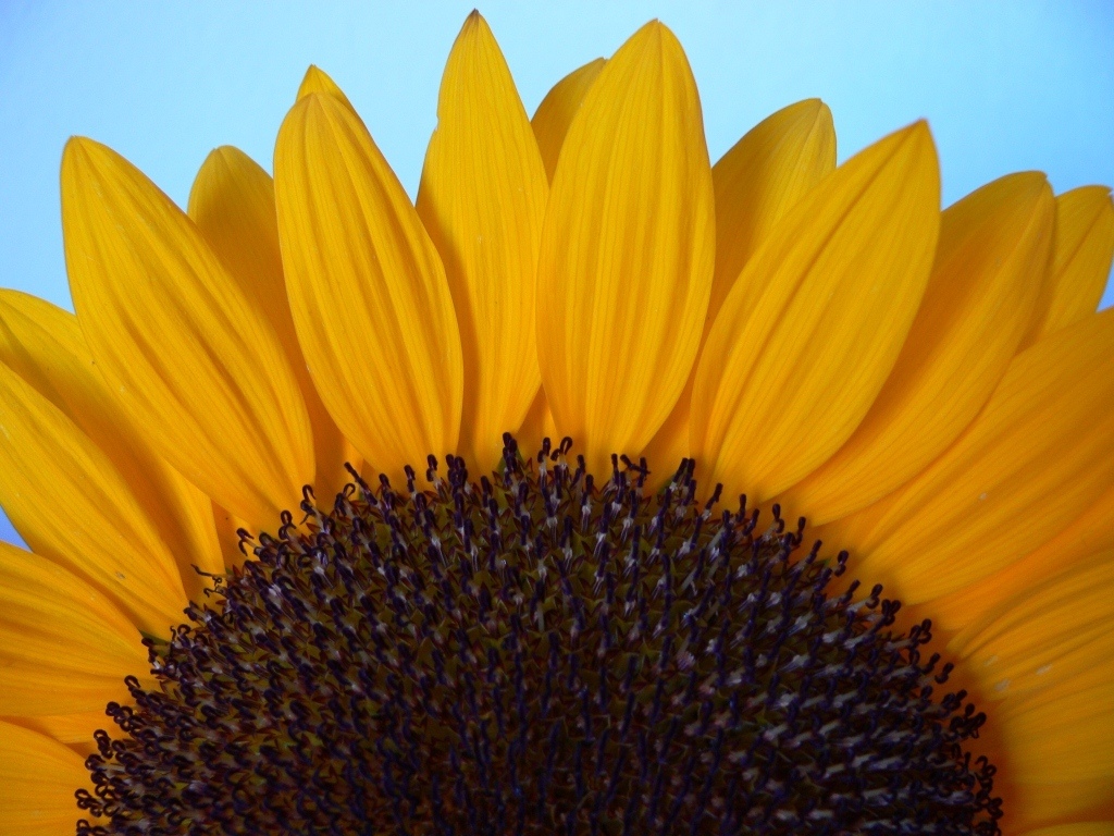 GIRASOLE