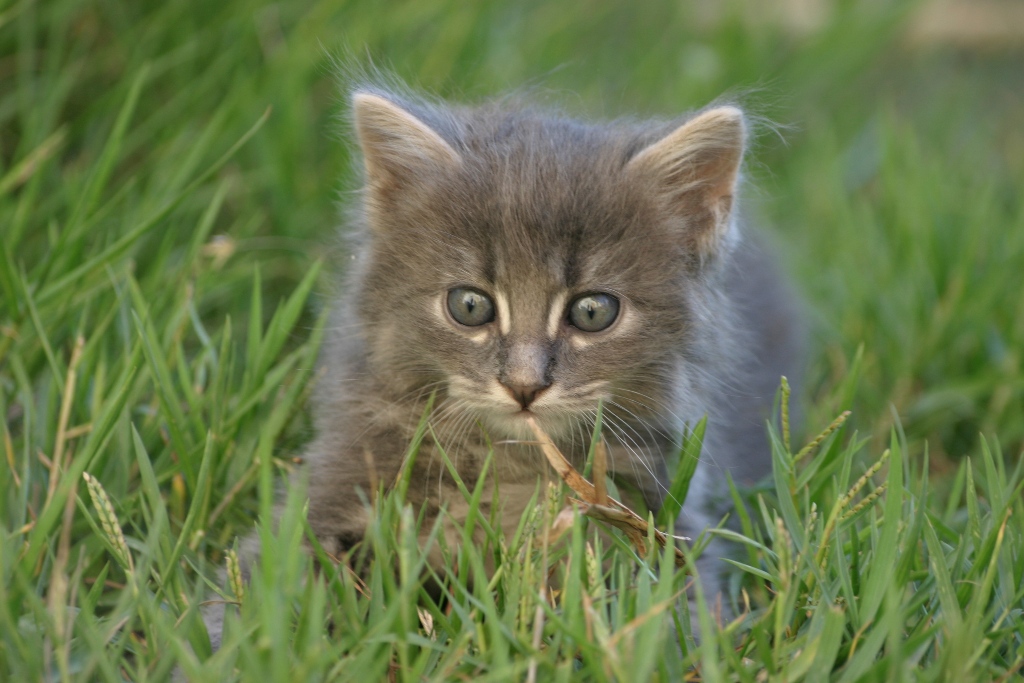 Il mio gattino.