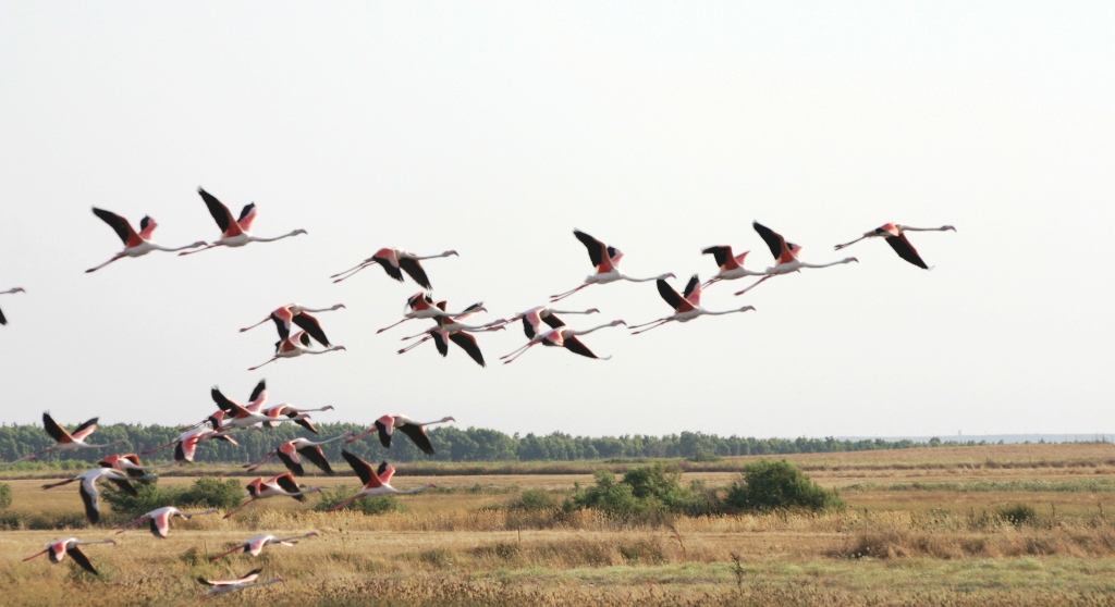 I fenicotteri in volo