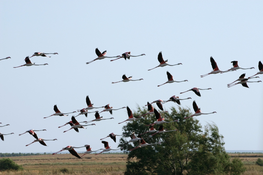 Ancora fenicotteri in volo