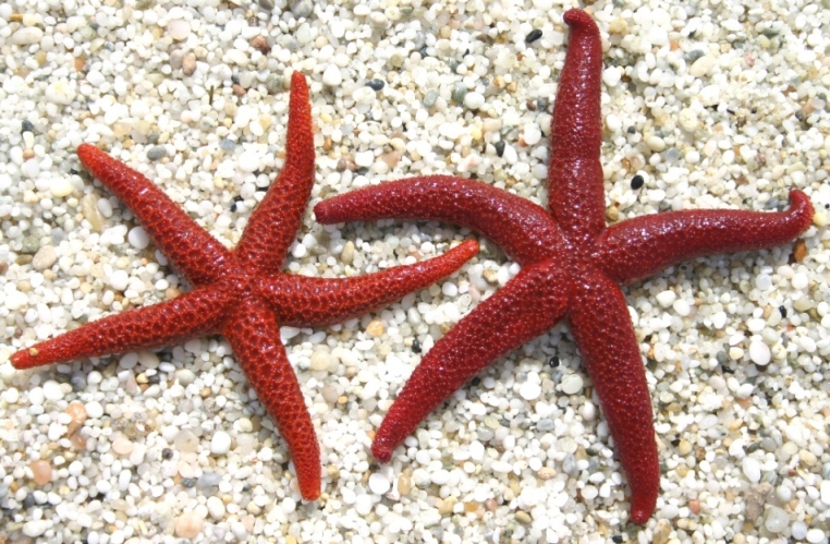 Stelle marine