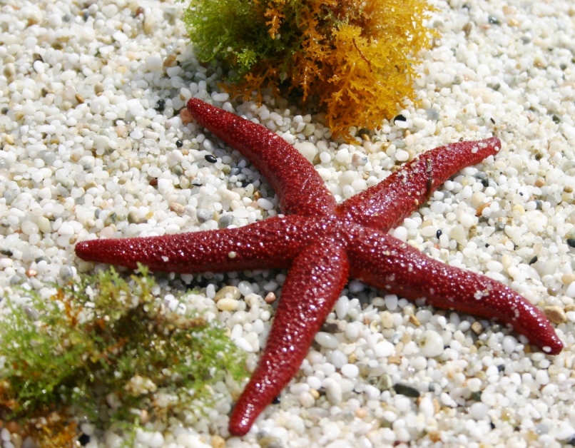 Stella Marina