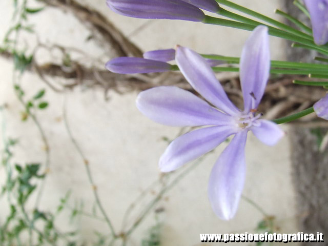 Fiore