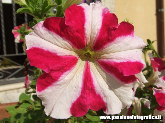 Fiore