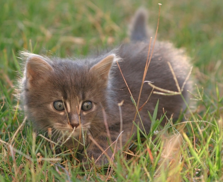 quel gattino furbo....