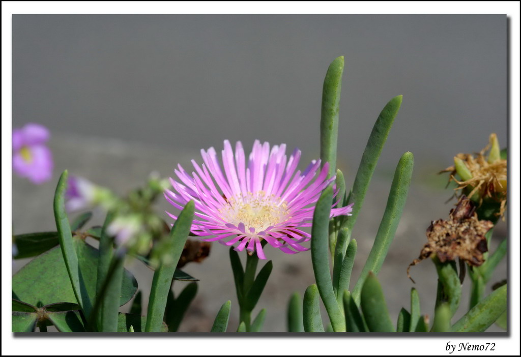 Fiore