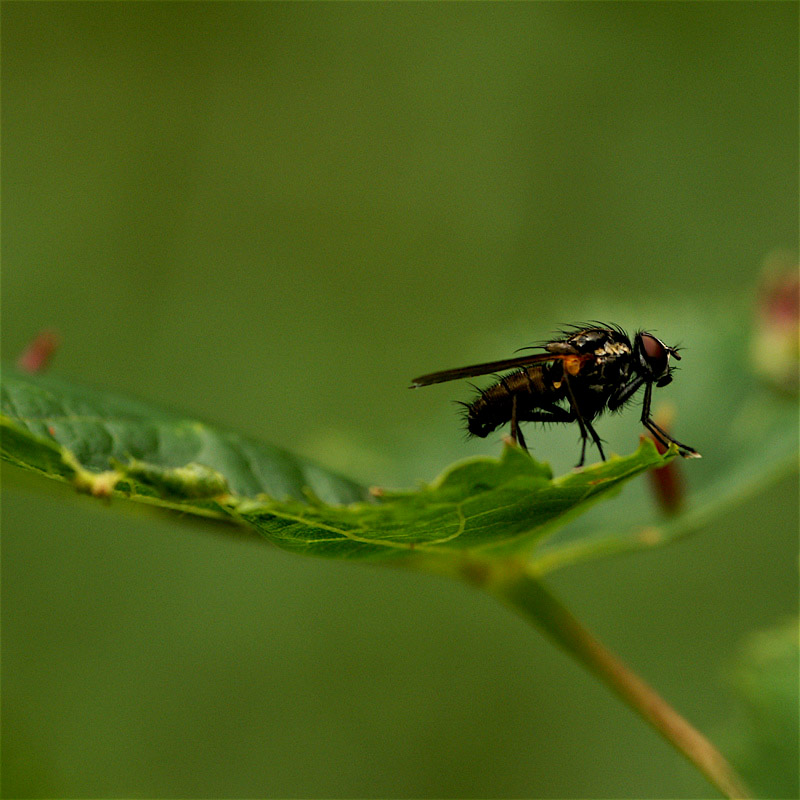 una mosca nel bosco