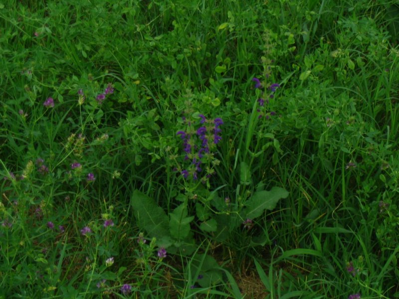 fiore viola