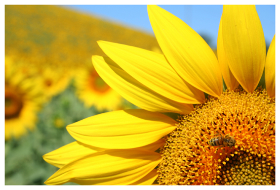 Girasoli