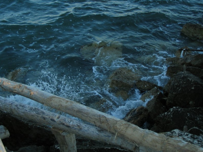 mare
