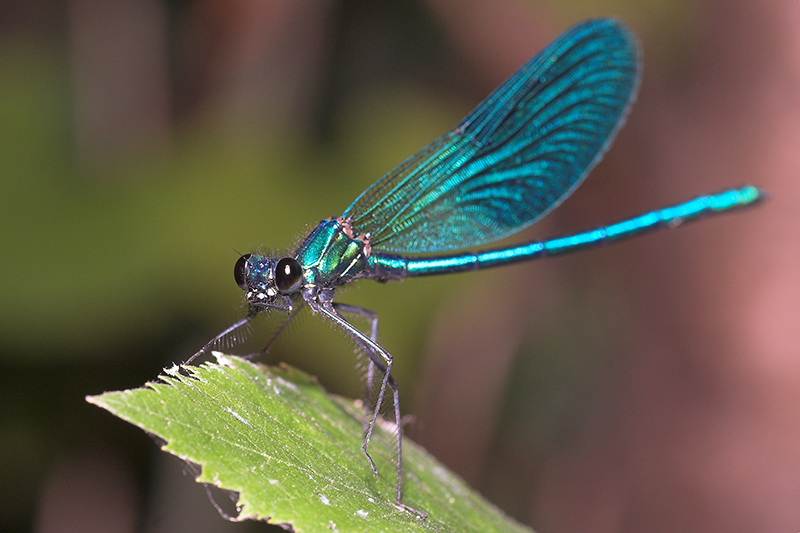dragonfly_2
