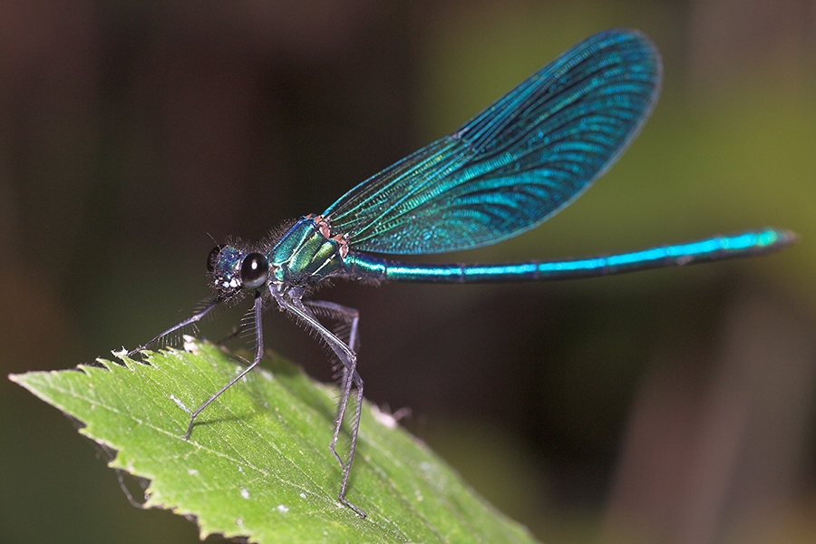 dragonfly_3