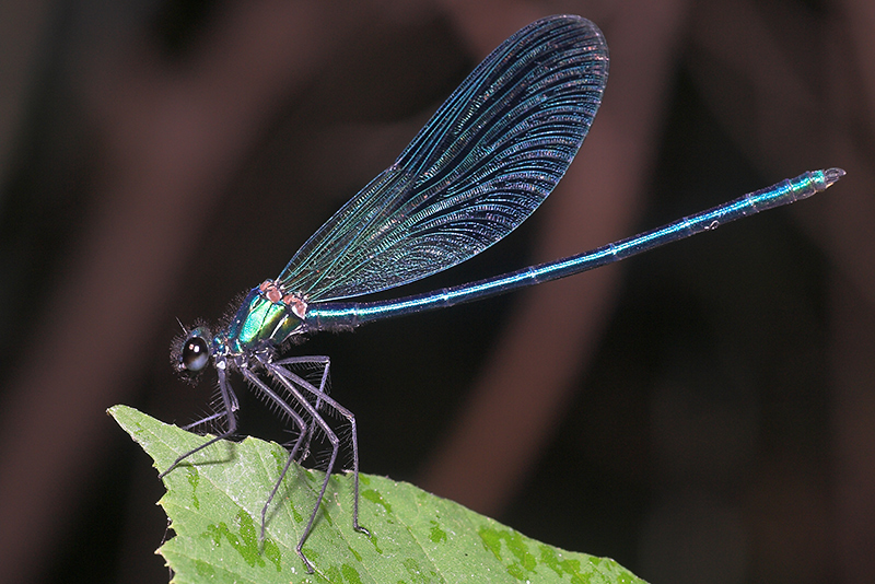 dragonfly_5