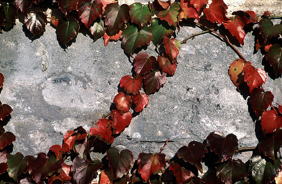 Autunno Lariano