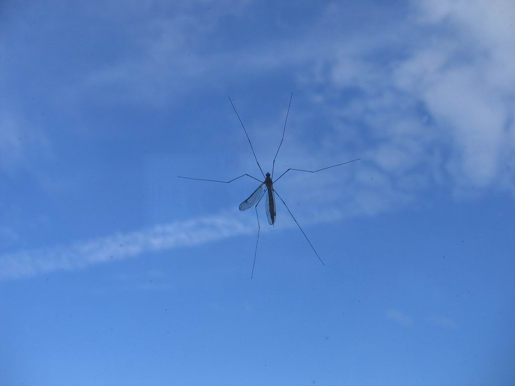 Macro di un UFO...