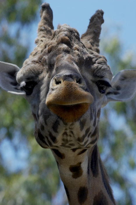 Giraffa (Zoo di Napoli :)