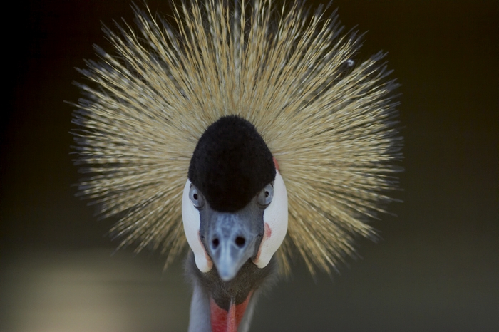Pavone? (Zoo di Napoli :)