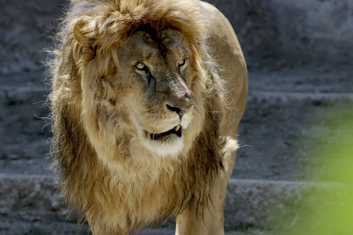 Leone II (Zoo di Napoli :)