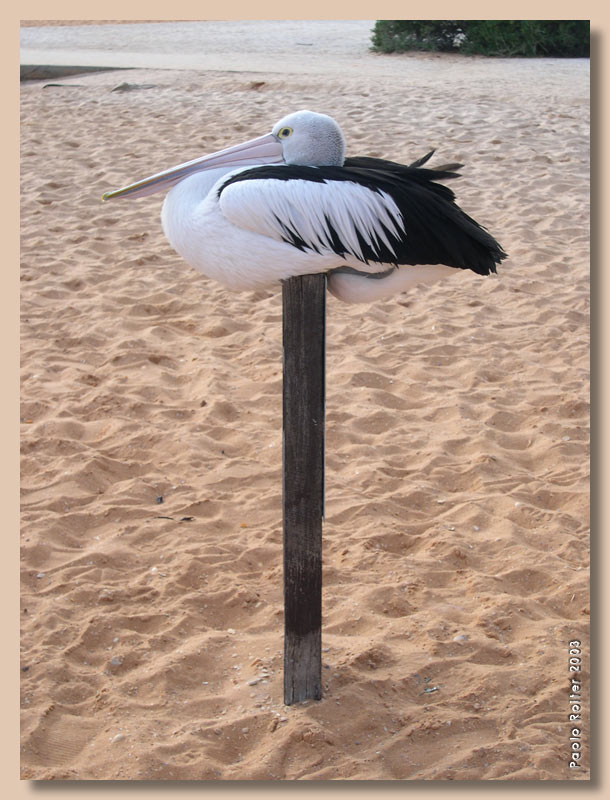 Australia03 - L'equilibrista