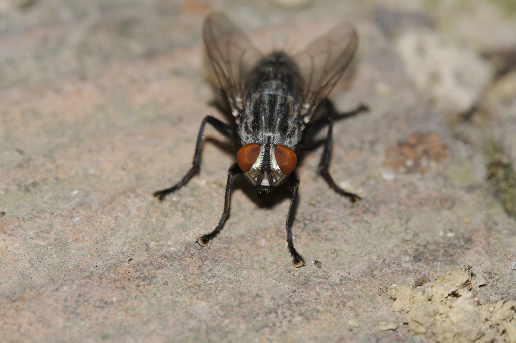 Mosca