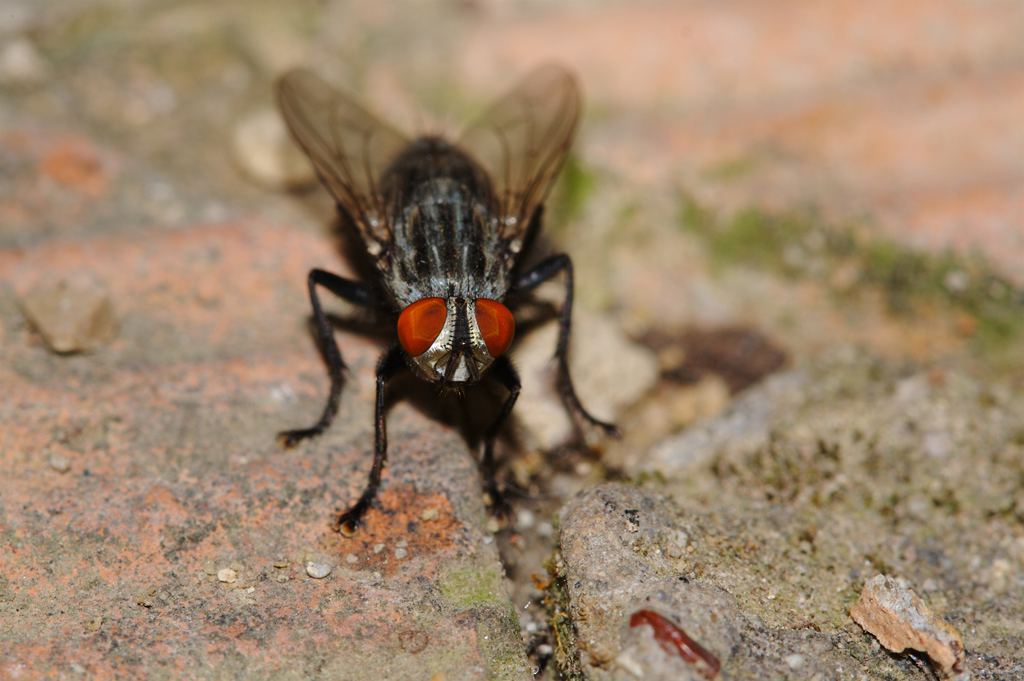 Mosca 2