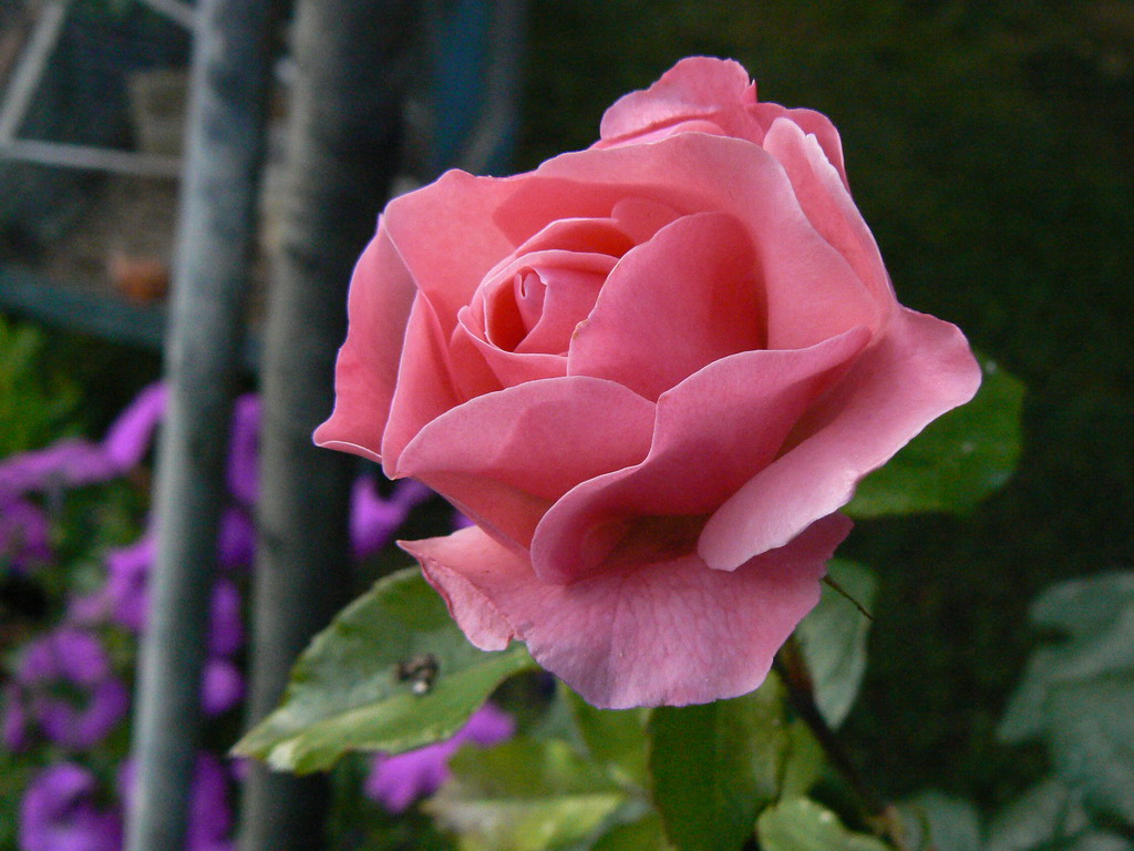 rosa