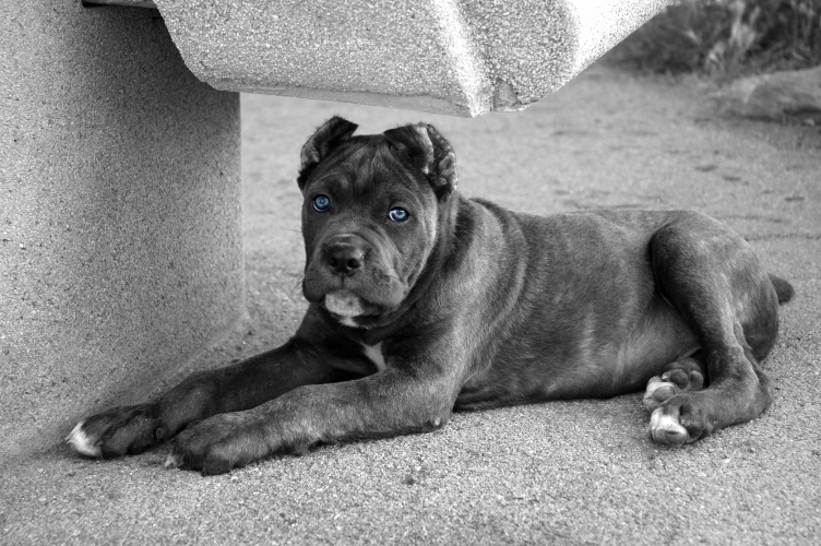 Ares