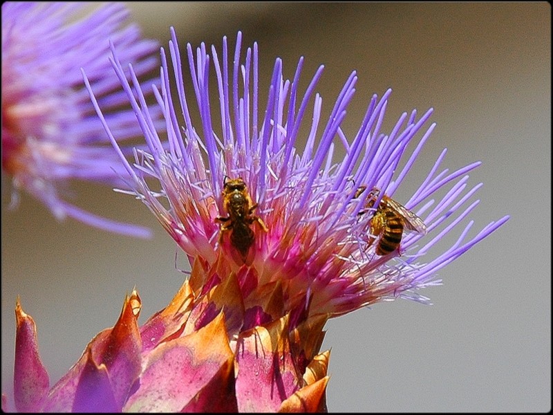 Fiore Di Cardo Selvatico