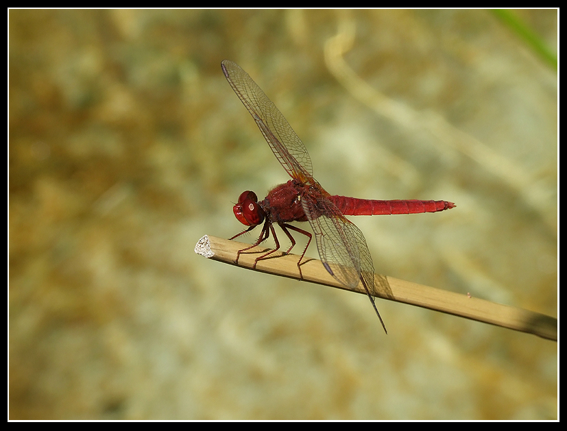 libellula