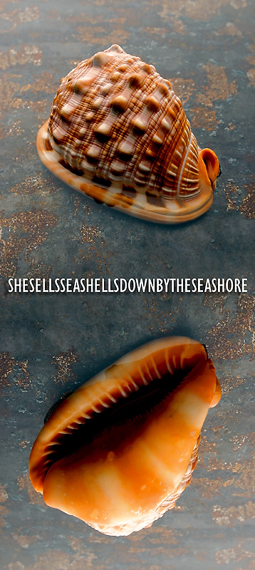 She sells sea shells down by the sea shore.
