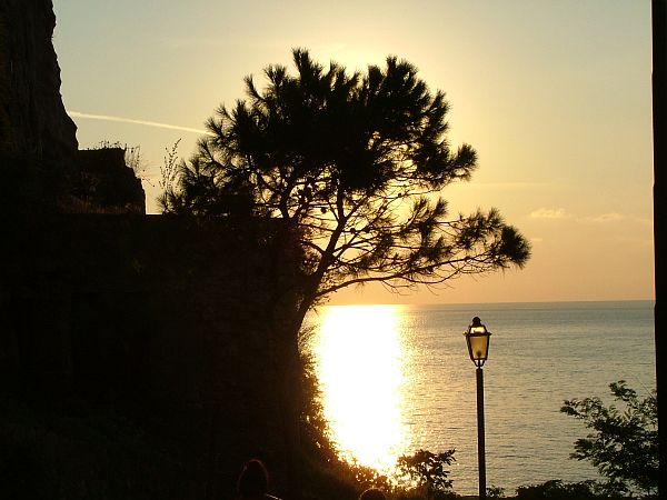 Albero, Sole, Mare