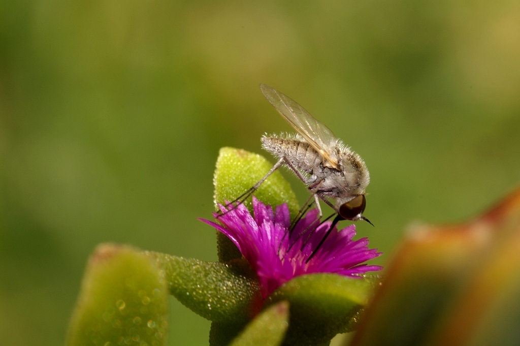 Geron sp.