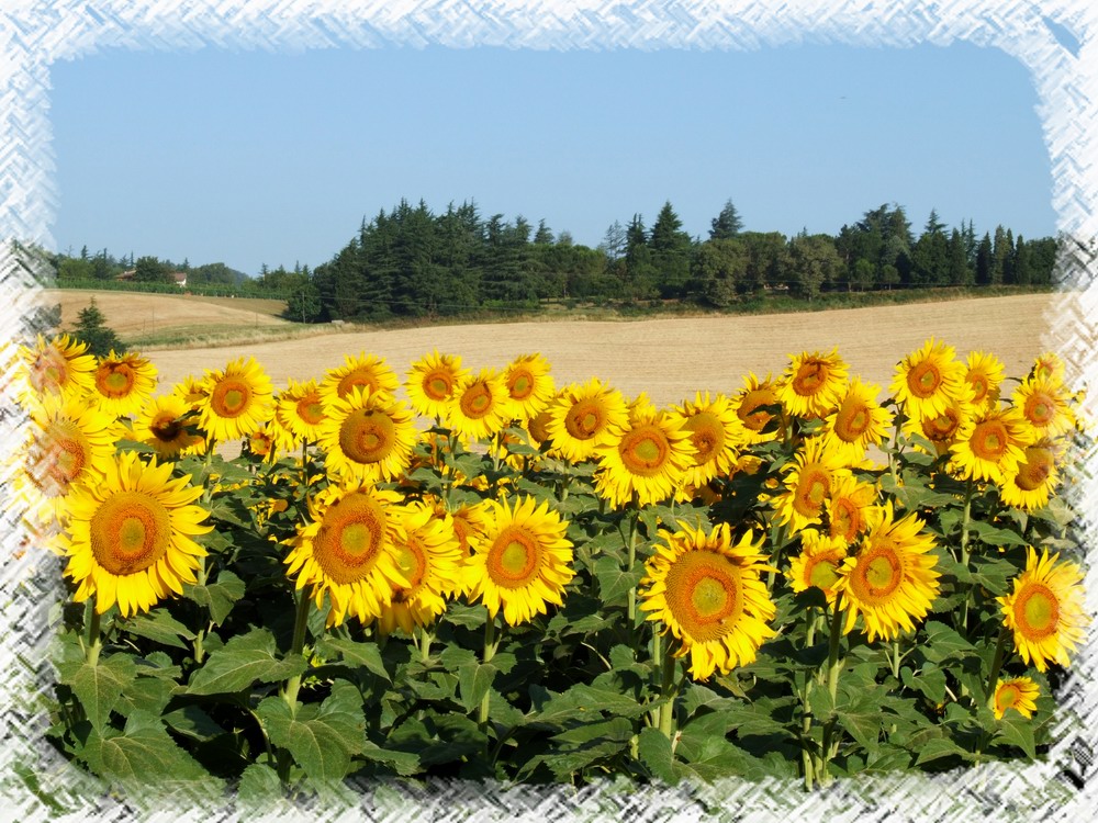 Campo di girasoli