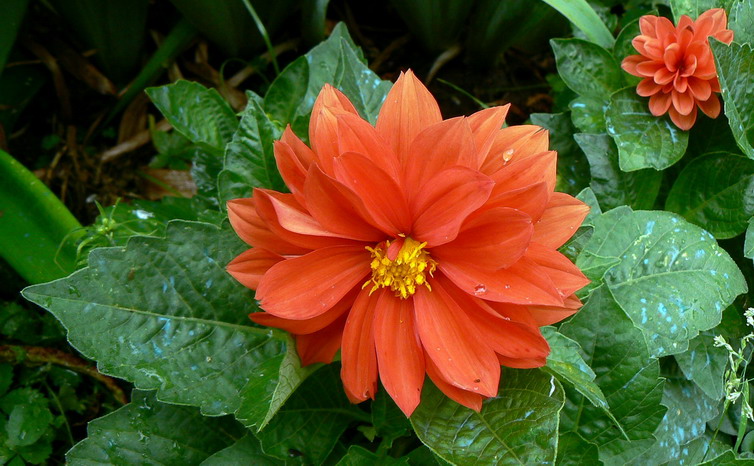 flowerred
