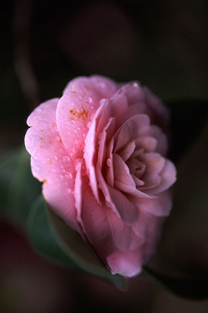 camelia rosa