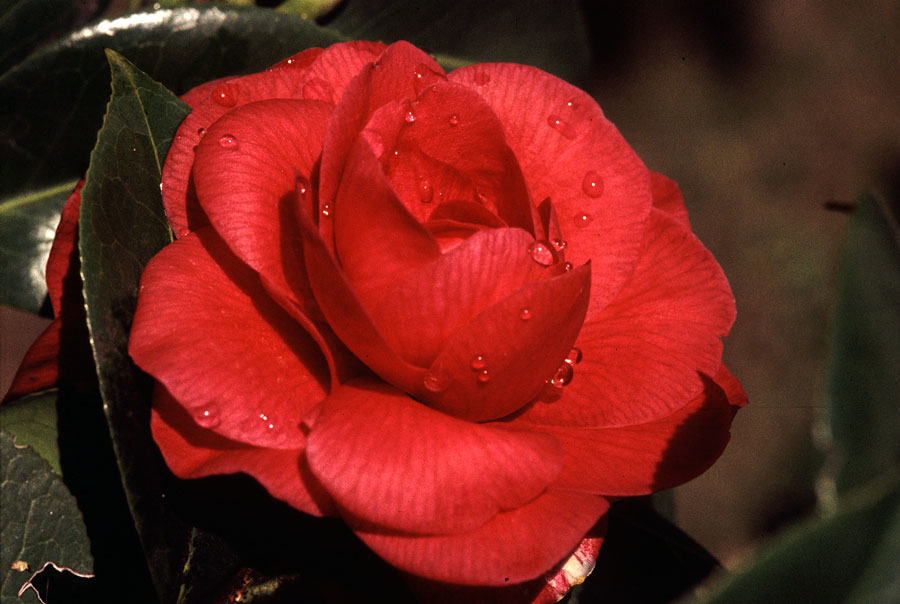 camelia rossa