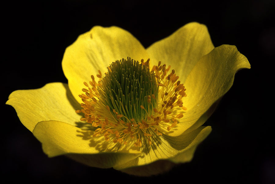 ranuncolo giallo