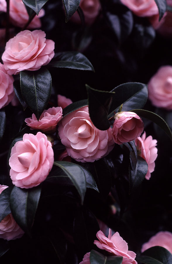 sweet rose japonica camelia